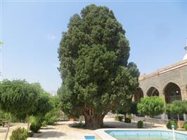  درختان کهنسال نطنز